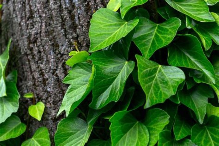 Picture of Ivy