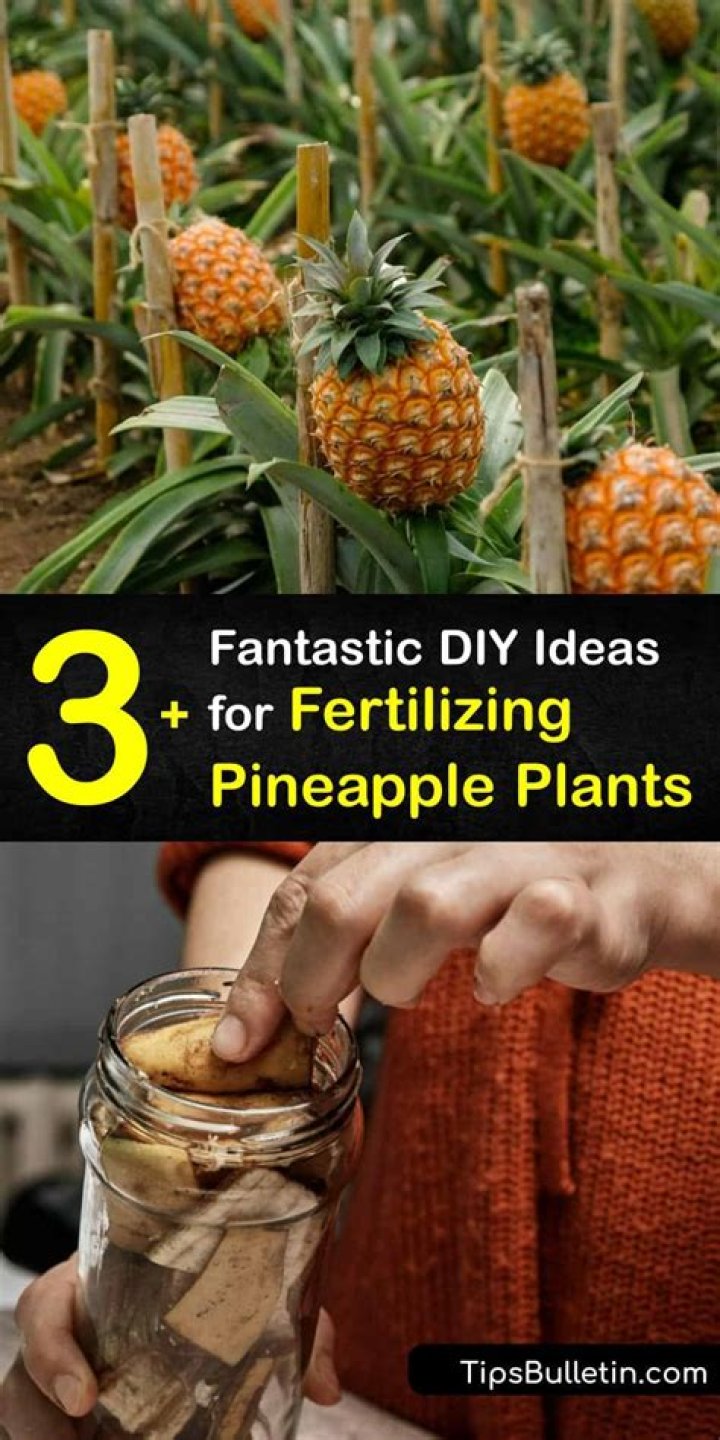 Pineapple Fertilizer DIY Ways to Feed Pineapple Plants