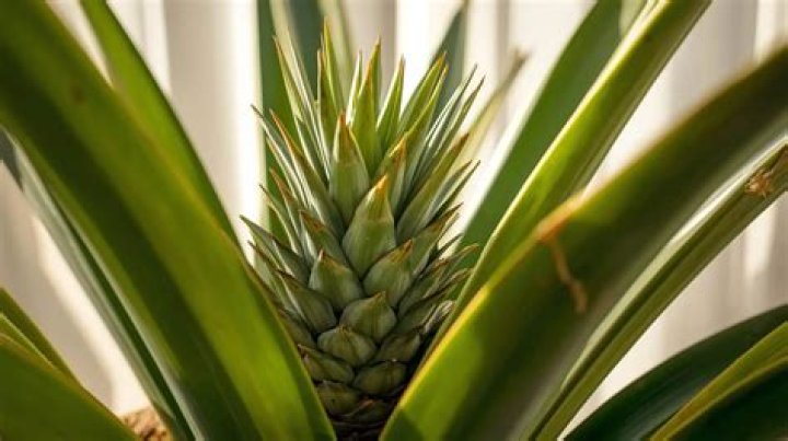 Pineapple Plant Update and Care Fertilize Pineapple HSM GARDEN