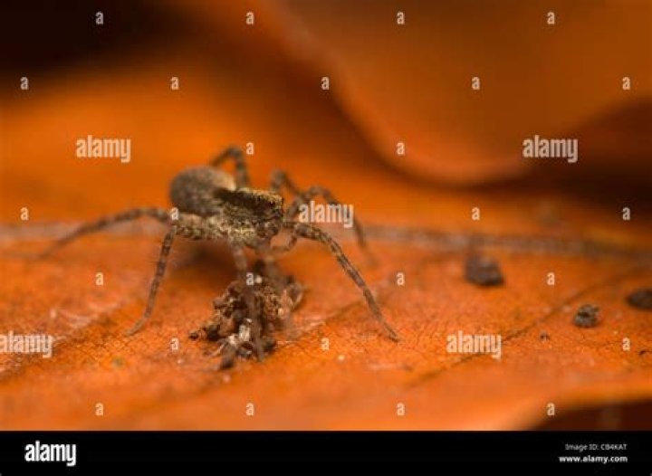 Pregnant spider hires stock photography and images Alamy