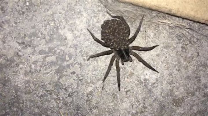 !!PREGNANT WOLF SPIDER EXPLODES!! YouTube