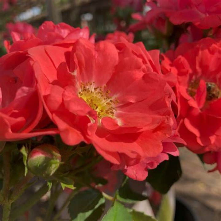 Rosa &lsquo;Ballerina&rsquo; in 1 Gallon Pot Fraser Valley Rose Farm