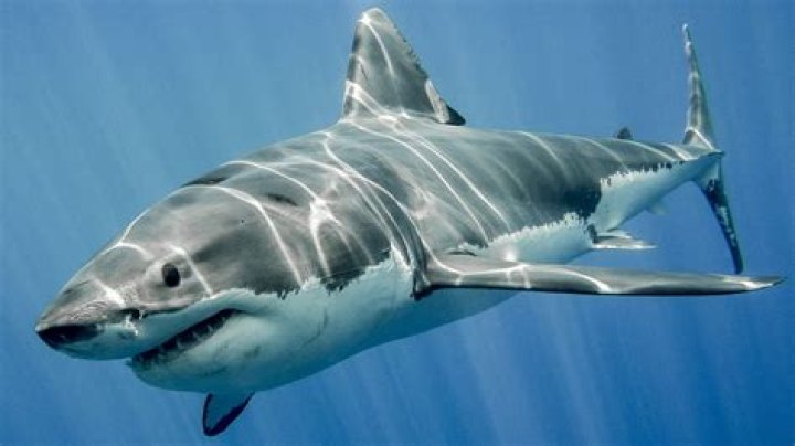 Sharks' Biggest Question Mark in 202223 Will Be Defensive Corps The