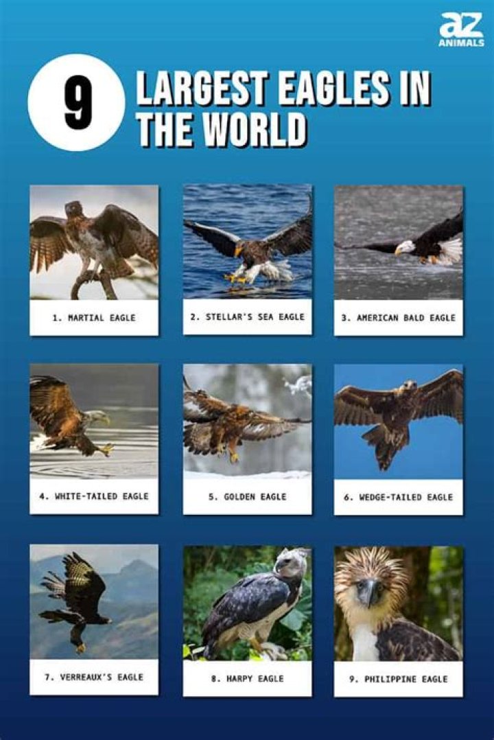 Some Details About Largest Eagles In The World Pets Nurturing