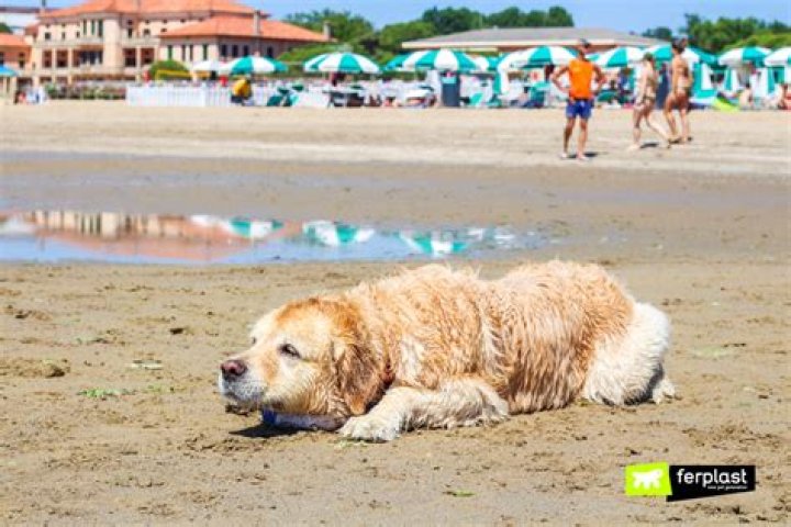 Spiagge Pet Friendly a Jesolo ecco Bau Bau Beach