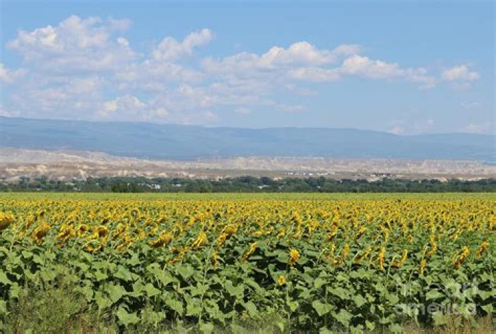 Sunflower Significance Photograph by Dale Jackson Fine Art America