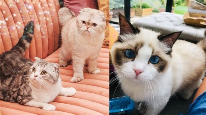 Taylor Swift Cats Names