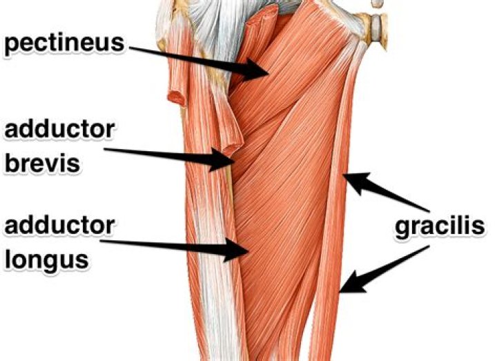 The Adductor Muscles, Their Attachments and Actions Yoganatomy