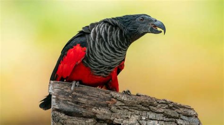 The Dracula Parrot Is a Rare Bird Found in New Guinea's Rainforest