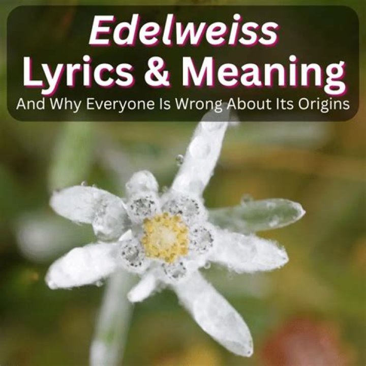 The meaning of the lyrics to &ldquo;Wonderwall&rdquo; by Oasis Lot of Sense