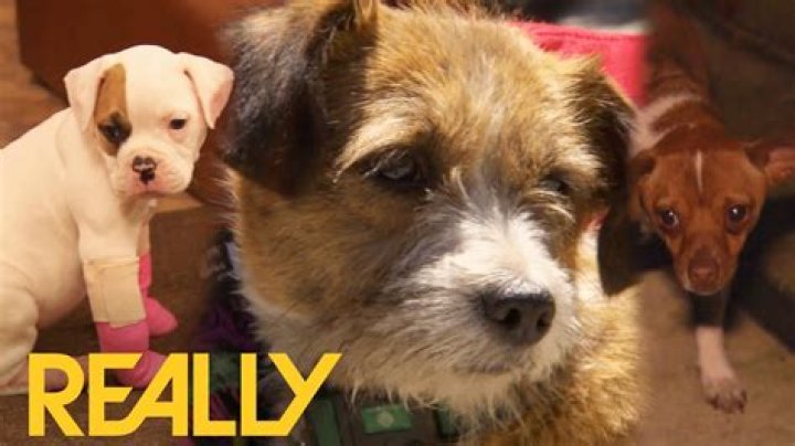 The Ultimate Guide To Pitbulls And Parolees: Behind The Scenes Of Animal Rescue