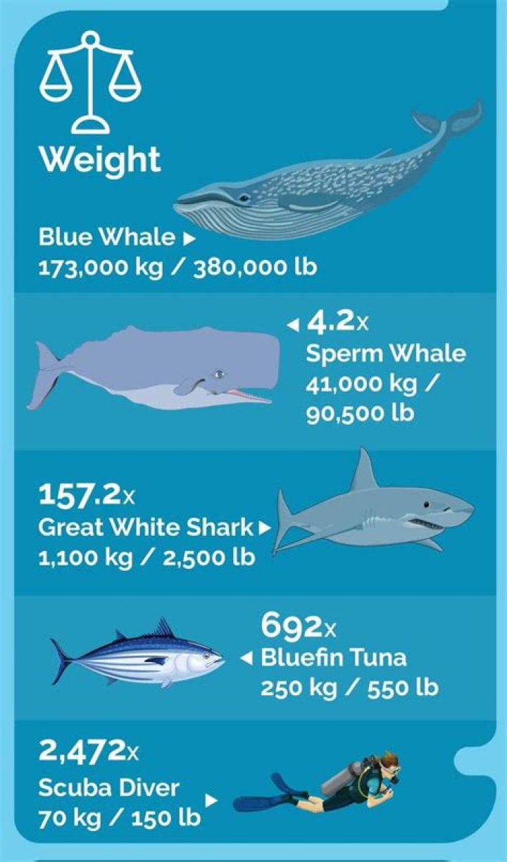 The Whale How much weight did Brendan Fraser gain for Oscarnominated