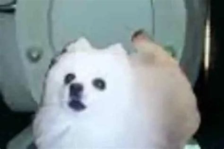 TikTok Viral Skirby Dog Video