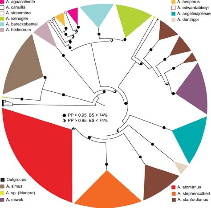 treatment and taxonomic revision of the trapdoor spider