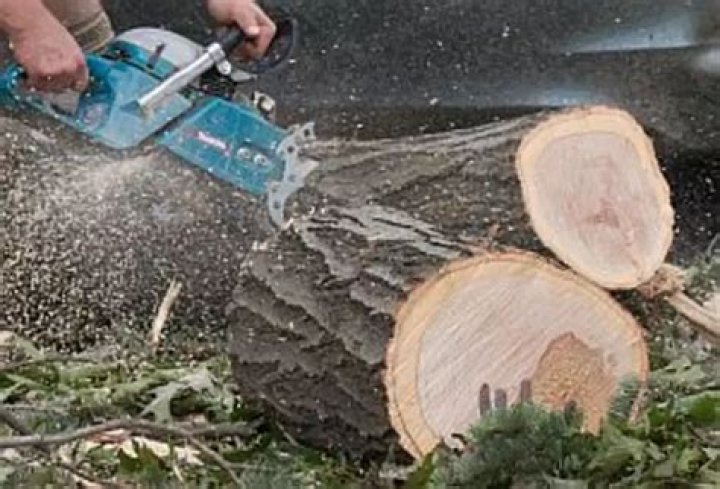 TreeCutting Accident Killed Owatonna Businessman