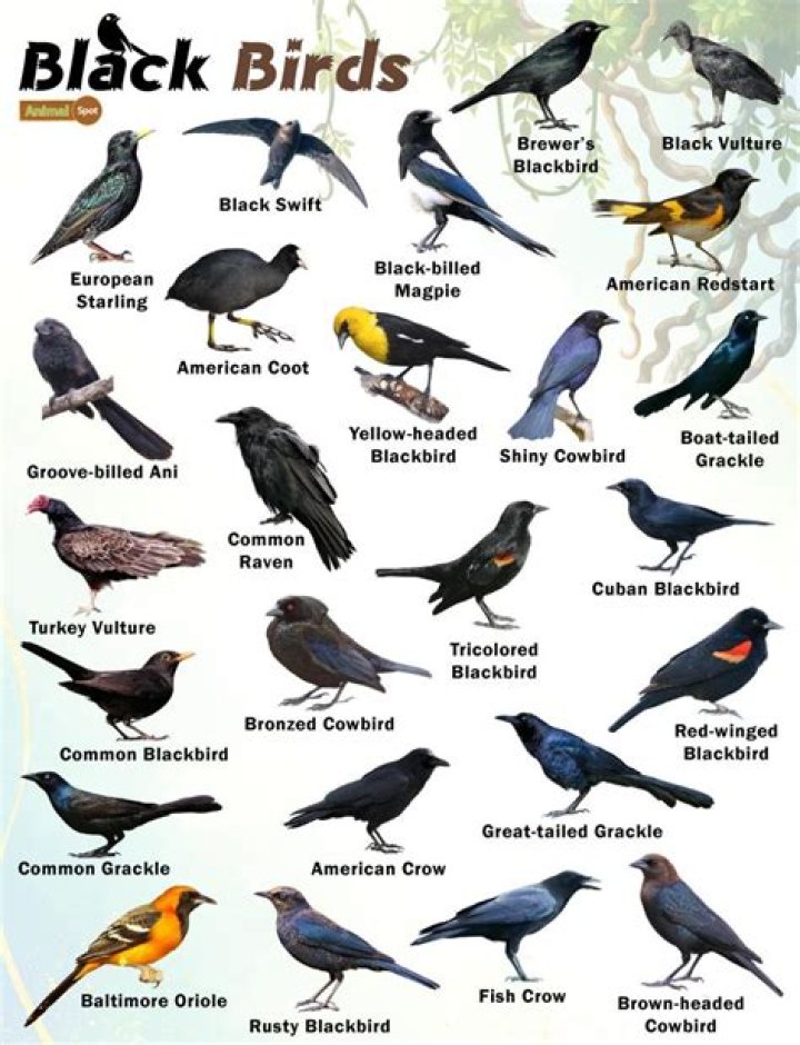 Types of Black Birds Commonly Found in America