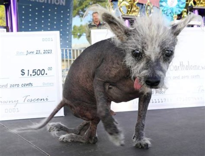 Ugliest dogs of all time Only an owner could love these faces