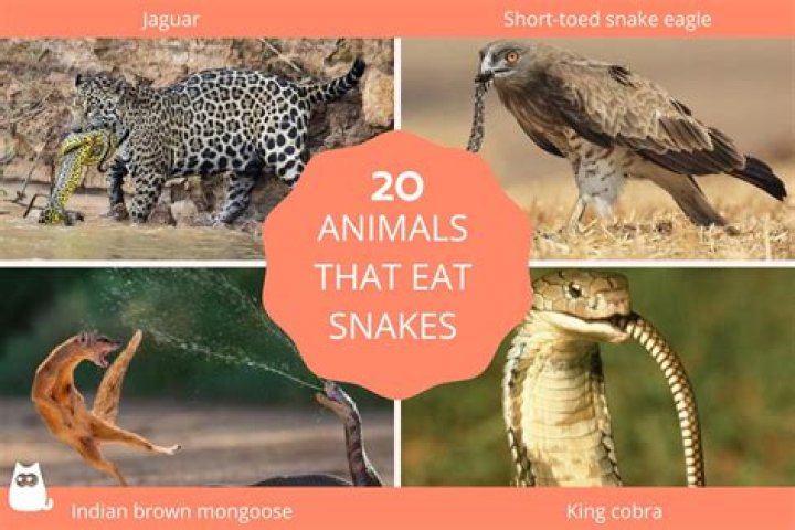 Unveiling The Predators: What Animals Eat Snakes?
