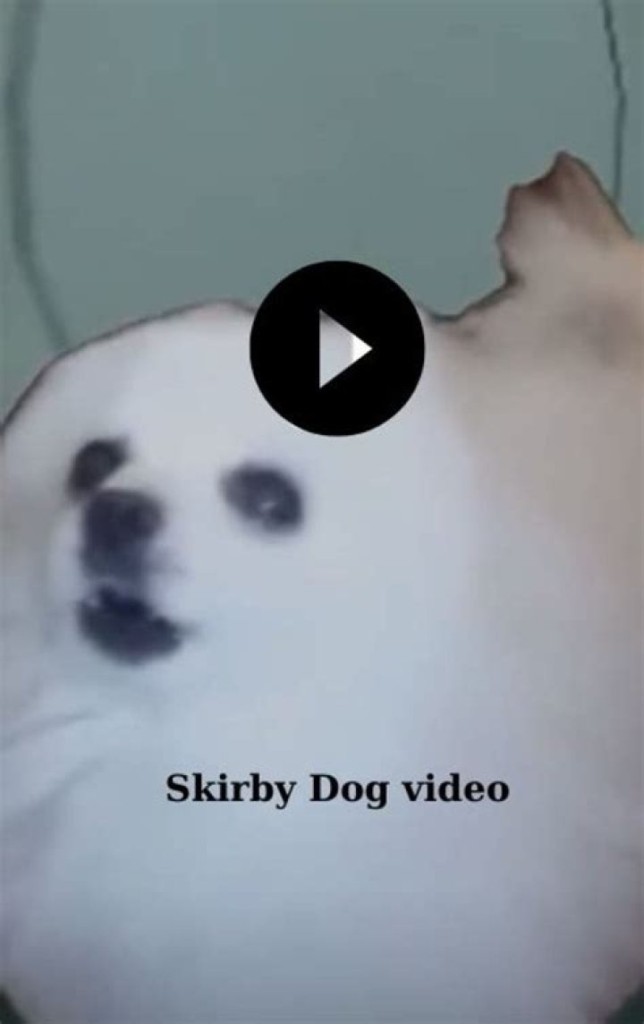 Viral Video Of Skirby Dog