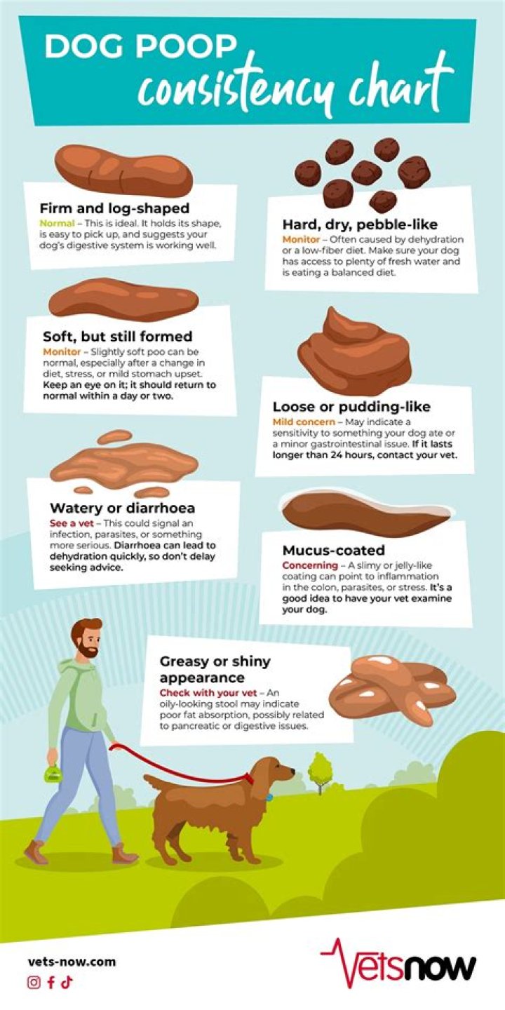 What Does Normal Dog Poop Look Like AnimalsPick