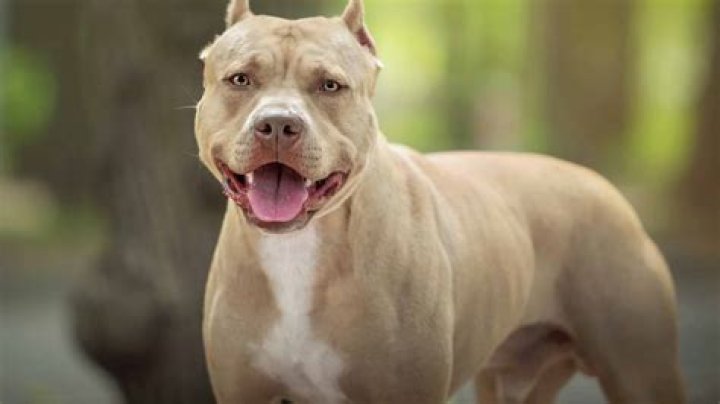 What is Pitbull's real name? YouTube