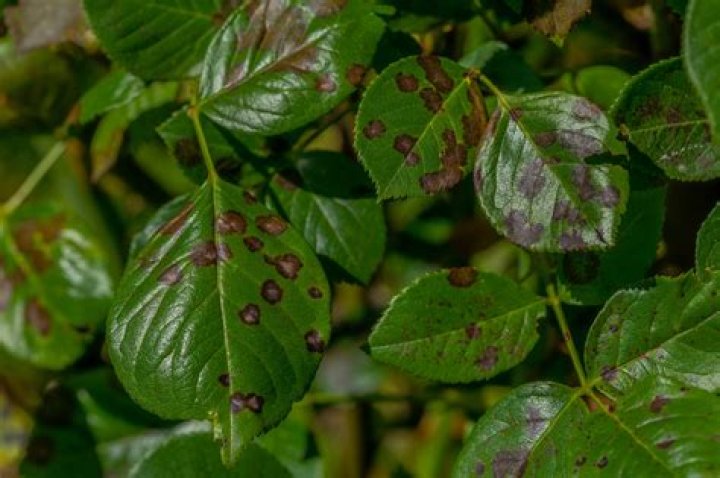 What is this Black spot on foot? 2+ years r/DermatologyQuestions
