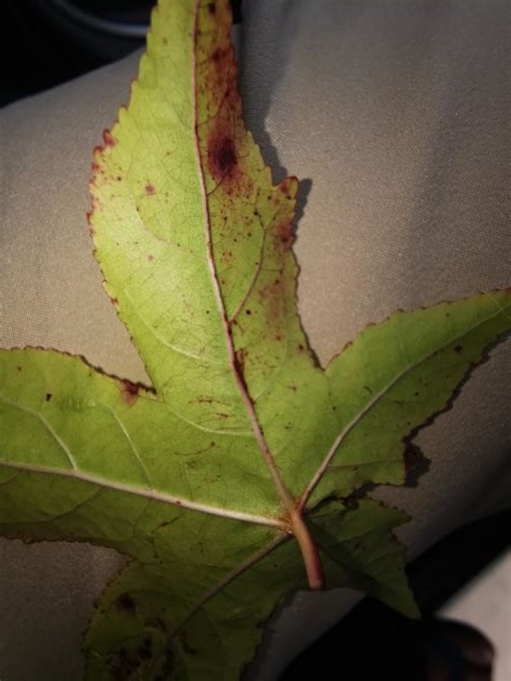 whats wrong with my liquidamber gumball. it's the middle of summer in