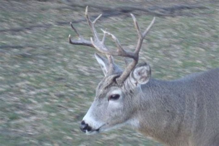 Whitetail Mule Deer Hybrid Video YouTube