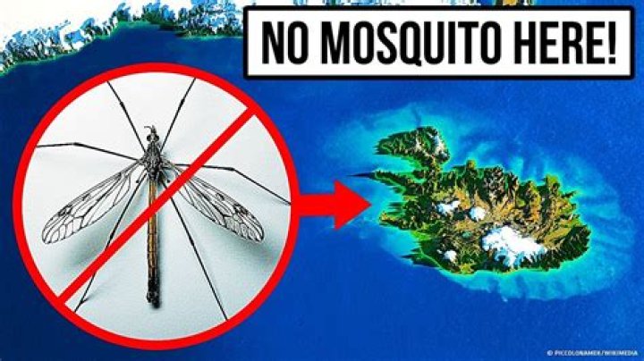 Why are There No Mosquitoes at the Beach Unveiling Secret
